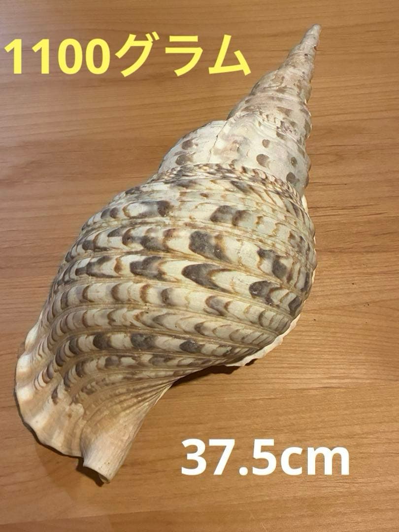 m*珠様 ★法螺貝　37.5cm ホラ貝★ 天然巻貝 置物